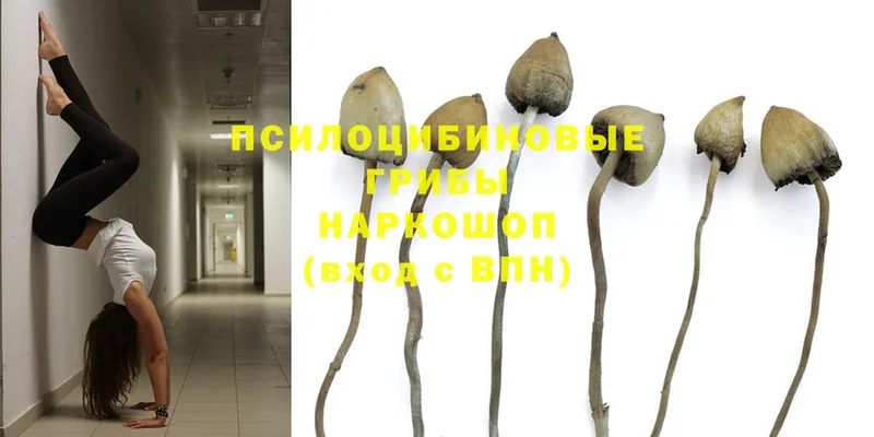 Псилоцибиновые грибы Psilocybe  хочу наркоту  Партизанск 